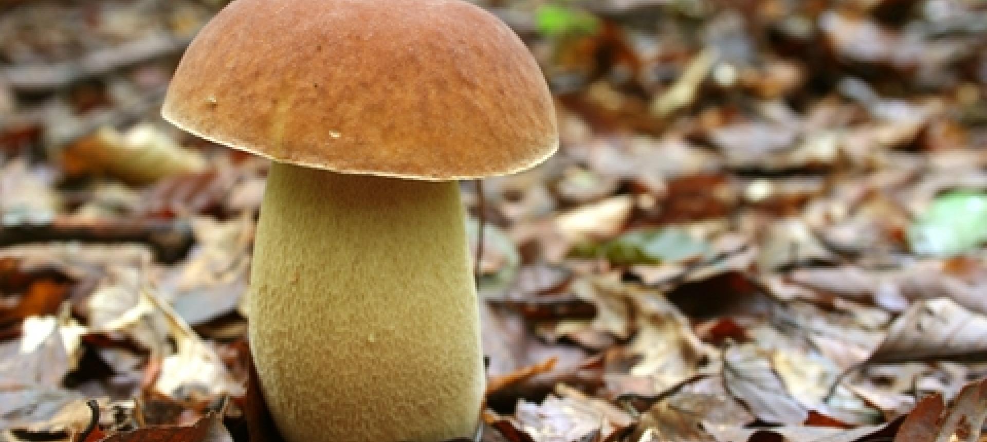 Γιορτή Μανιταριού στον Ταξιάρχη